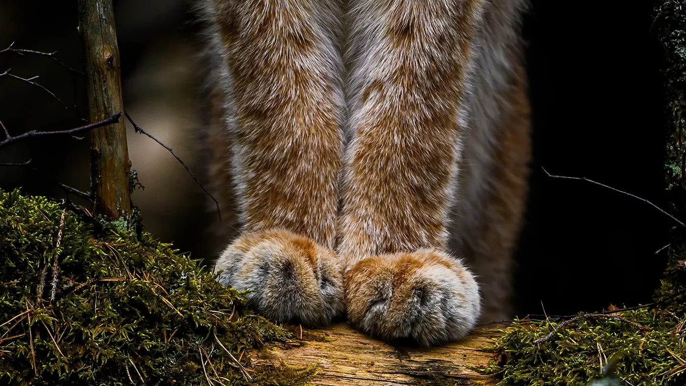Photograph of lynx paws on a tree trunk.