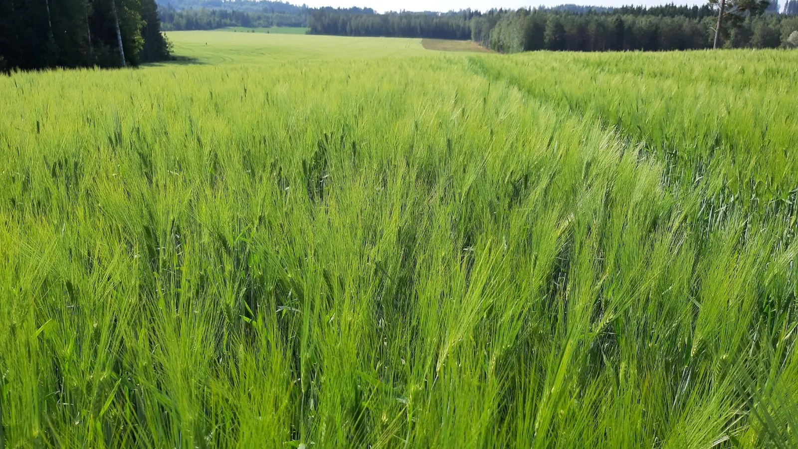 Tapahtuman kuva