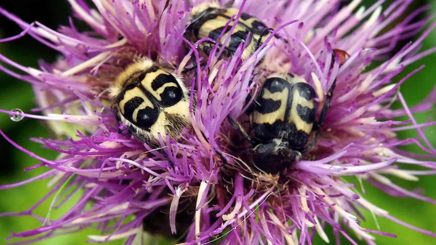 Luonnon monimuotoisuus