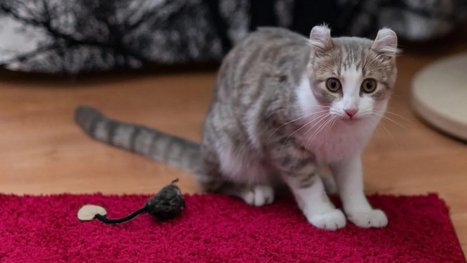 Nordic Pet Shop's Cat Day